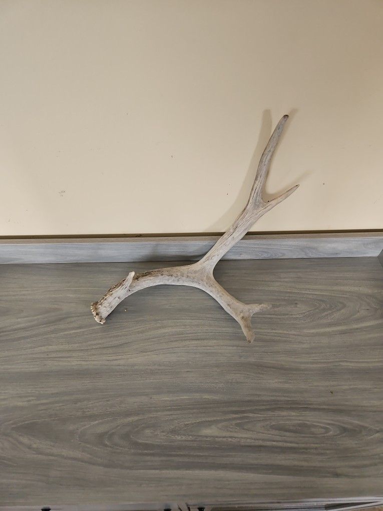 Deer Antler 