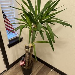 Yucca Cane Live Plant*2