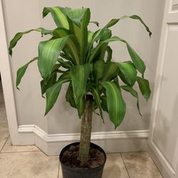 Dracaena Mass Cane Plant