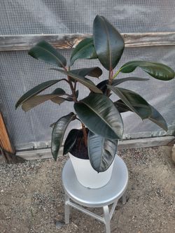 Burgundy  Rubber Plant  10" Nursery Pot