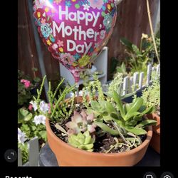Mothers Day Gift Succulents For Sale 