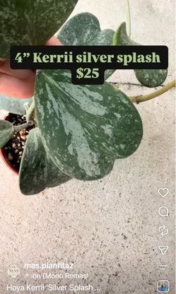 Hoya Kerrii Silver Splash 4" Pot