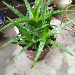 Planta