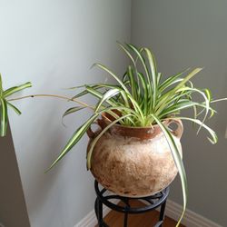Spider Plant In Clay Pot