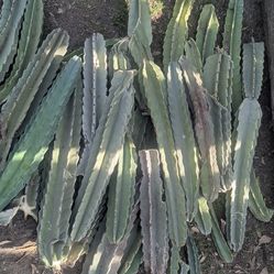 Cactus, free cuttings