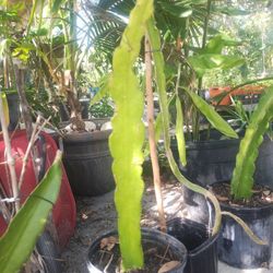 Dragon Fruit Cactus Plant
