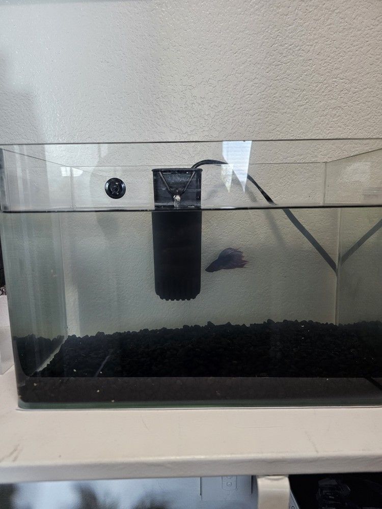 Fish Tank With Betta