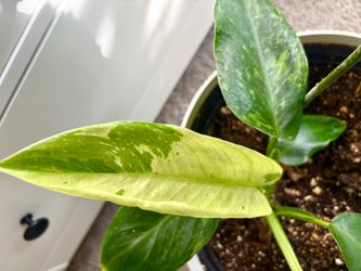 Variegated Philodendron Jose Buono plus Avocado