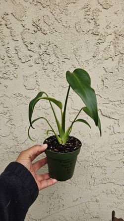 4" Monstera 'Burle Marx Flame'