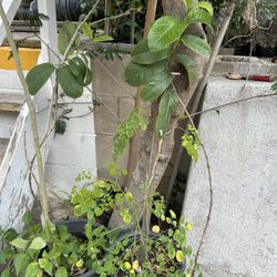 Moringa En Planta O Semillas Mala Madre Insulina 