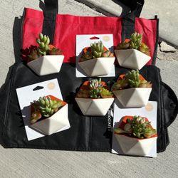 Opal House Wall Art Succulents 