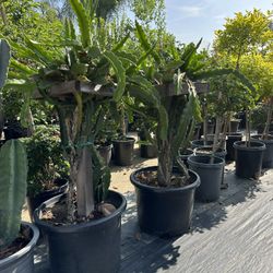 Dragonfruit Plant 25gal 