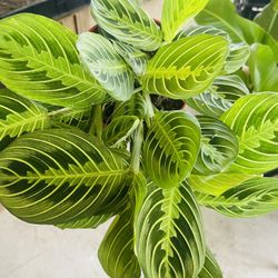 Lemon Lime Maranta Plant
