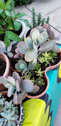 Plant
