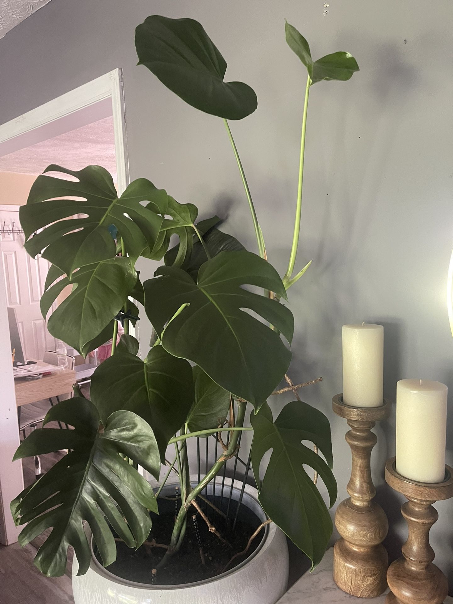 Monstera Cuttings