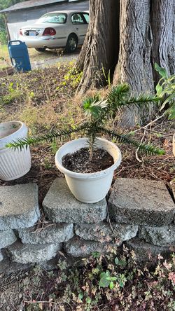 Five year-old monkey puzzle tree