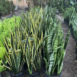 Black Gold & Black Coral Snake Plants In 3 gals Pot. SPECIAL PRICE !🤩