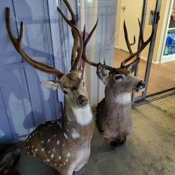 Decoración Para El Hogar