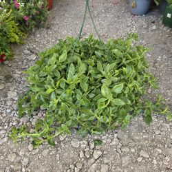 Ice Plant Hanging Basket, Plantas 