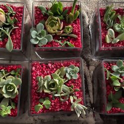 Need Centerpieces? Glass Squares, Rocks, Living Succulents.