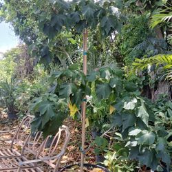 Dombeya Seminole Tree 🌳 25gl🌸$200