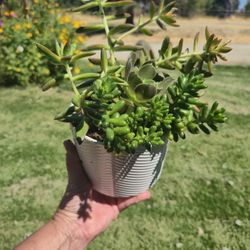 Beautiful Succulent Planter