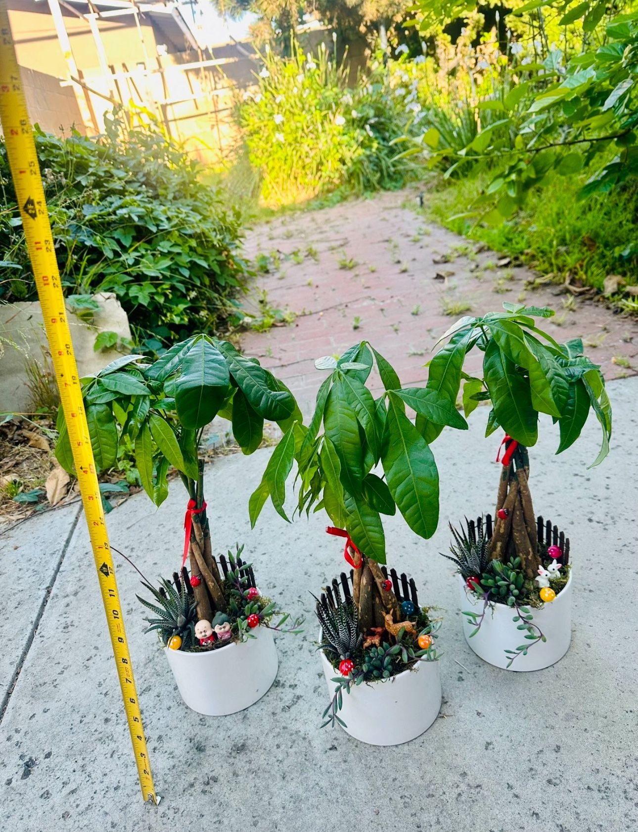 Money Tree Live Plant and Succulent Live Plant In Ceramic Pot With Decoration $15/each