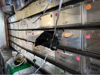 Snake rack for hatchlings