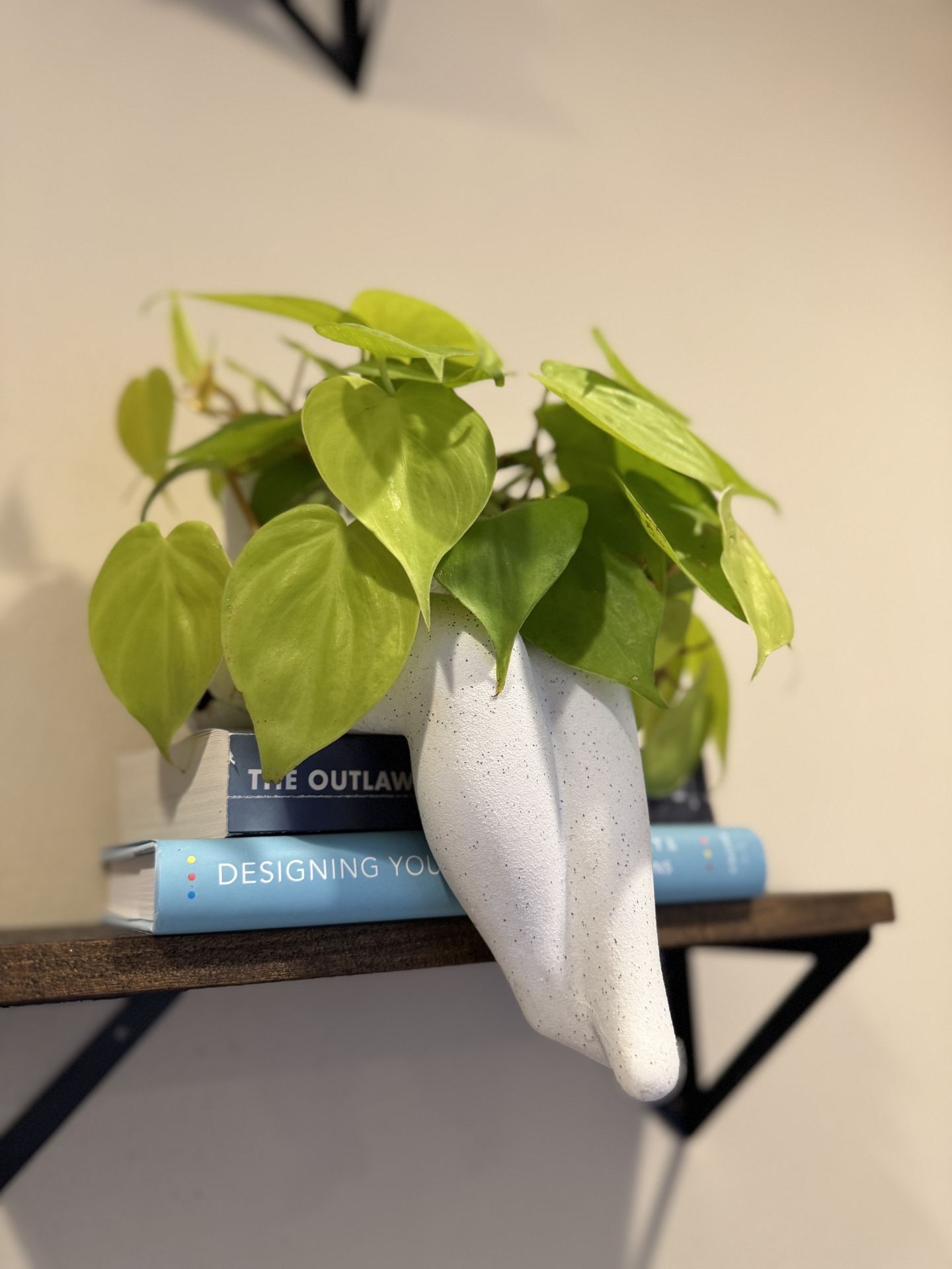 Little Legs the Lemon Lime Philodendron Looking for a New Ledge