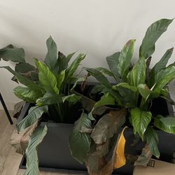 Free Peace Lily Plant