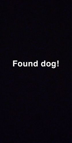 Shih Tzu dog found in hesperia near Danbury and ranchero
