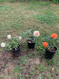 Outdoor rose