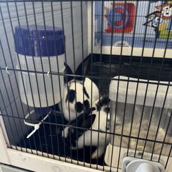 Rabit with cage and accessories