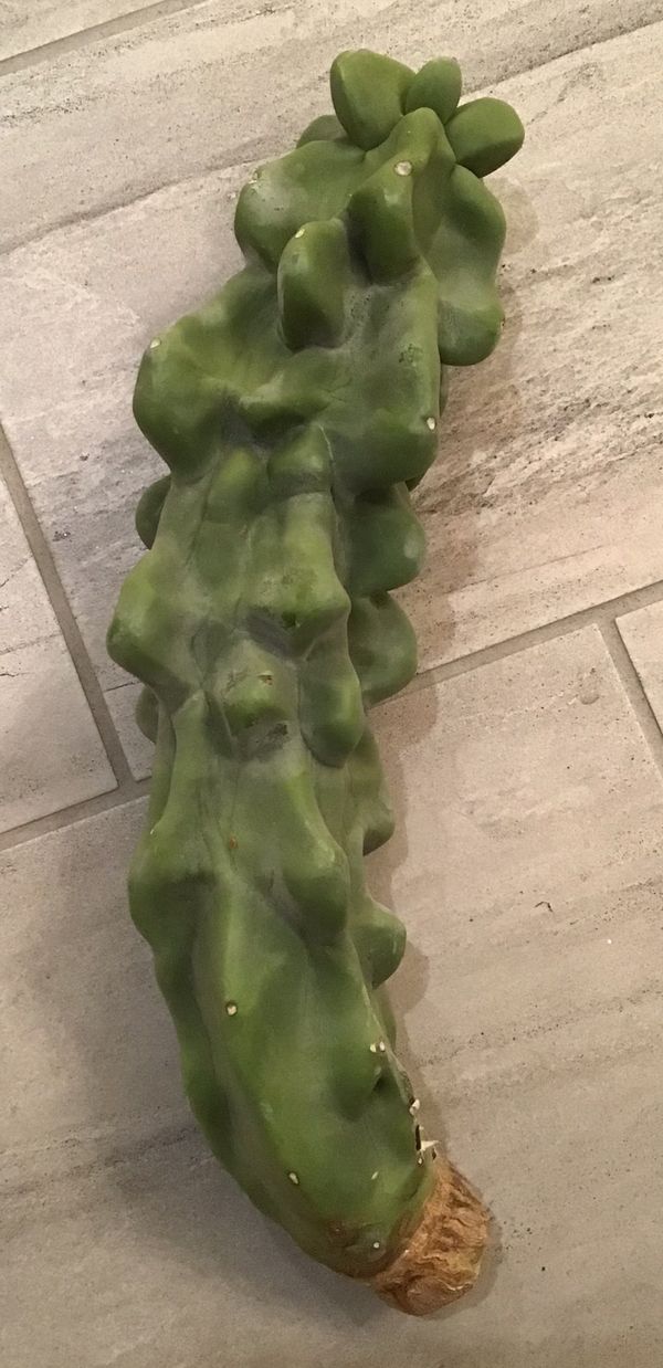 Lophocereus schottii monstrosus Gorgeous 17" cutting Totem ...