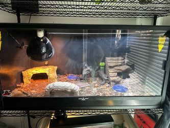 Bearded Dragon, complete enclosure