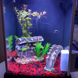 Fish Tank