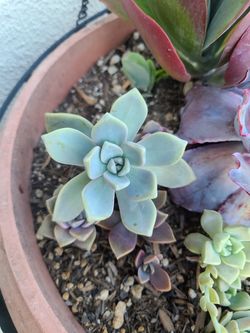 Ghost succulent plant