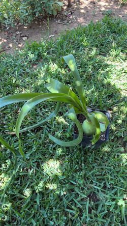 Onion plant