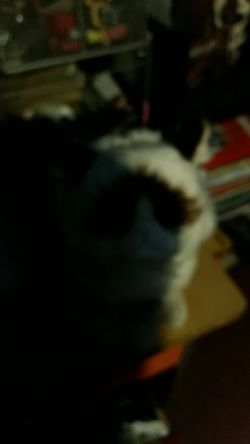 Cat plush toy
