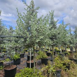 silver bottom wood green button wood  over 10 feet tall 