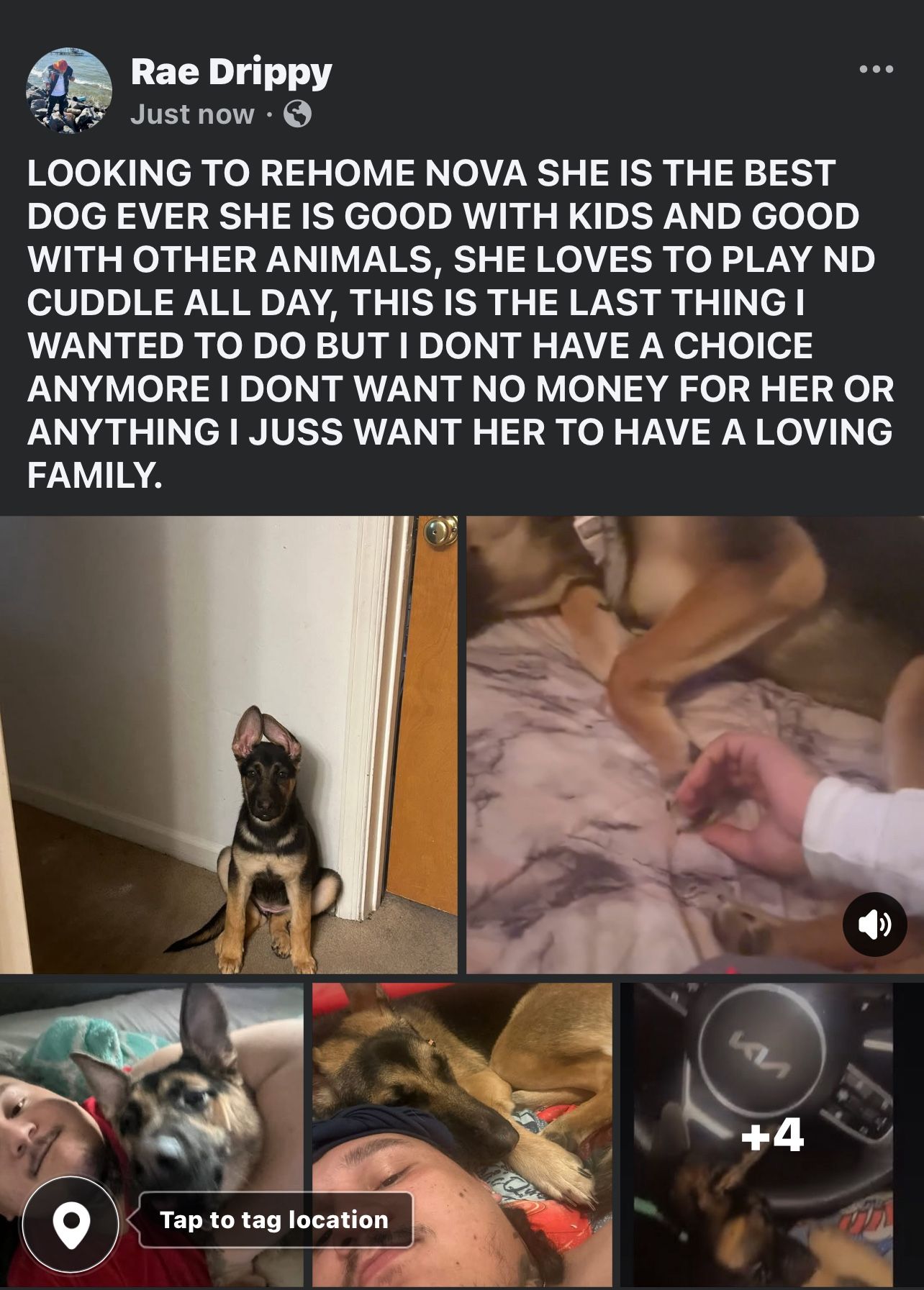 1 Year Old German Shepherd