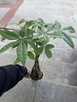Money Tree