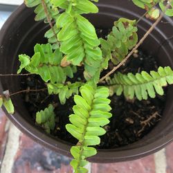 Boston fern Plant 