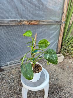 Philodendron White Princess Plant 8" pot