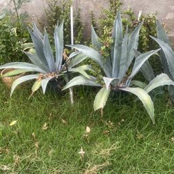 Maguey $25.00c/u