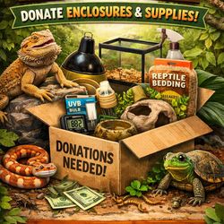 Any enclosure /hides / water bowl / wood to crawl on  donation would help