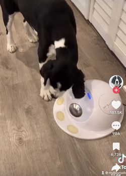 CleverPet Hub New (Educational Game For Dog )