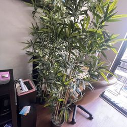 Fake Plants 🪴 