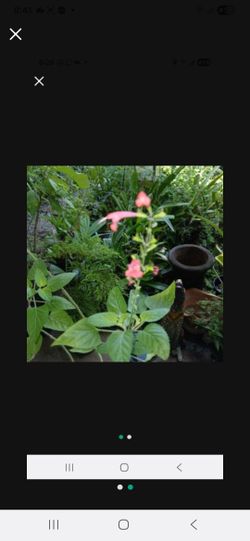 Native Rare Red Salvia For Butterflies Landscale Plant