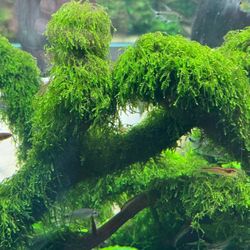 Callicostella Prabaktiana moss aquarium plant